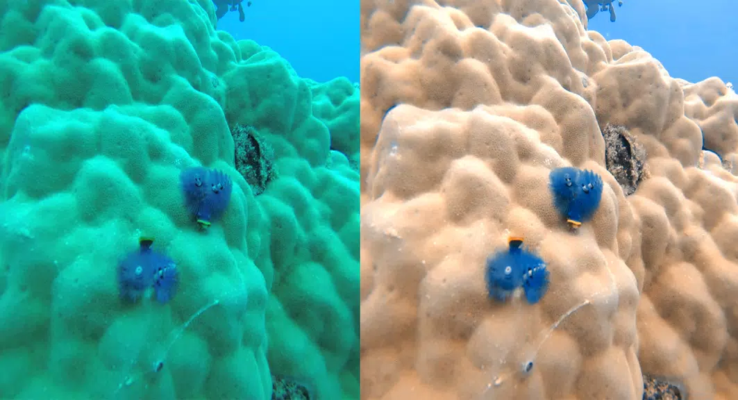 UwEdit - Diving footage editor Tangkapan skrin 1